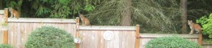 Three bobcats perch on the fence of a Bellevue family Thursday