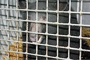 This two-year-old bear was captured Friday night in the Pike's Peak neighborhood of Bellevue. It was moved 40 miles away and released Saturday morning.