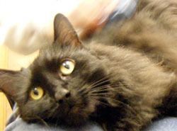 Eight-year old Clio was surrendered by her people because of economic distress. She's very shy