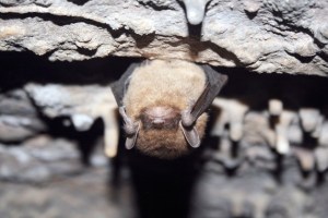 A healthy little brown bat