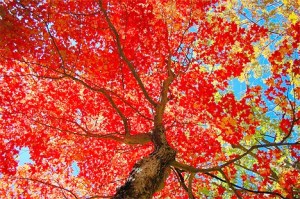 Paul Hurd’s career took him from the US Navy to travel magazines.