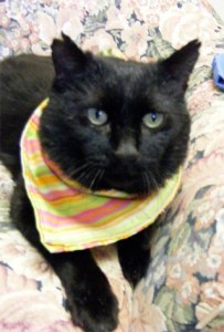 Four-year-old Baby was very shy when he arrived at the shelter