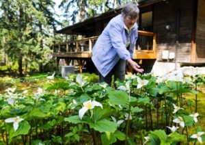 Nita Therrell points out one of an estimated thousand blooms of native trilliums in her and husband