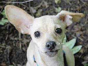 Pet for adoption