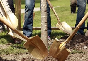 Volunteers and city staff plant a red leaf maple tree at Kelsey Creek Park on Saturday to celebrate the city's Arbor Day