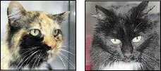 Susie Boo (left) is a 11-year-old declawed female tortoiseshell and white cat. She is very sweet and friendly. She would love to adopted with her friend Belle (right). They have both been at the shelter since May.  You can find Susie Boo and Belle in the Adoption Center at Petco in the Crossroads Bellevue Mall