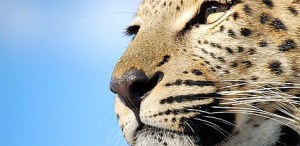 Alexis Chavez images of Africa coming to Pogacha restaurants