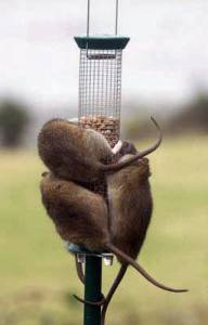 Rats on a bird feeder. Courtesy of King County