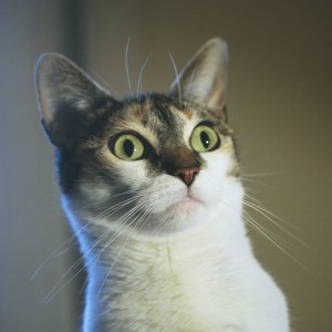 Email your letter to editor@cmg-northwest2.go-vip.net/bellevuereporter. Contributed photo