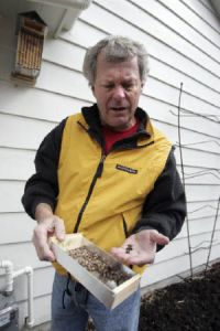 Steve Brustkern shows mason bees that are in the housing unit