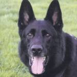 Photo courtesy of the Bellevue Police Department