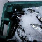 Update: No further cases of potential flesh-eating bacteria found in Bellevue