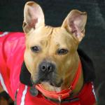 Meet Nahla, a sweet-natured 1-year-old American pit bull terrier mix.