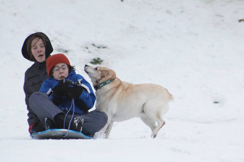 Dog Lola collides with two sledders at the Northwest Arts Center in Bellevue (Allison DeAngelis/staff photo).