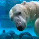 polar bear at Lincoln Park Zoo, Chicago.