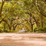 Do not kill beautiful trees in Bellevue | Letter