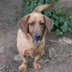 Basset hound mix looking for home | Pet of the Week