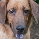 Basset hound mix looking for home | Pet of the Week