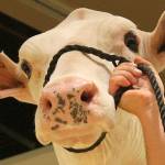 Cows lodge at Bellevue Hyatt for National Holstein Convention