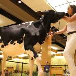 Cows lodge at Bellevue Hyatt for National Holstein Convention