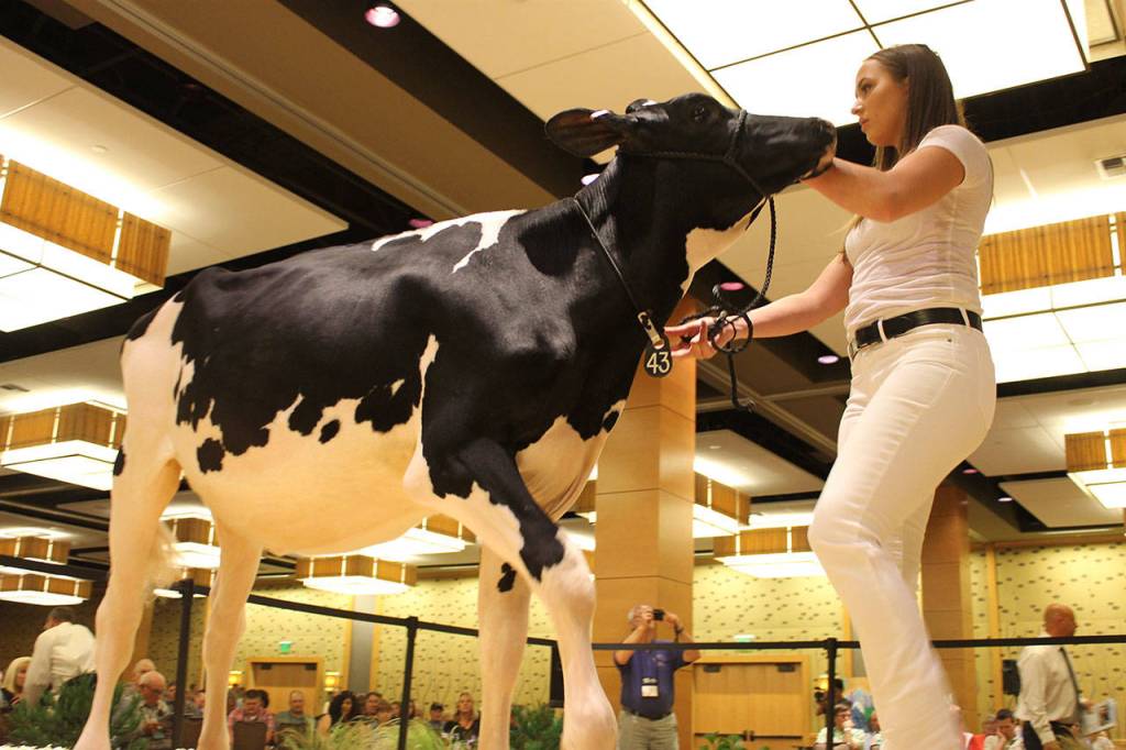 Cows lodge at Bellevue Hyatt for National Holstein Convention