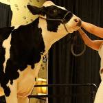 Cows lodge at Bellevue Hyatt for National Holstein Convention