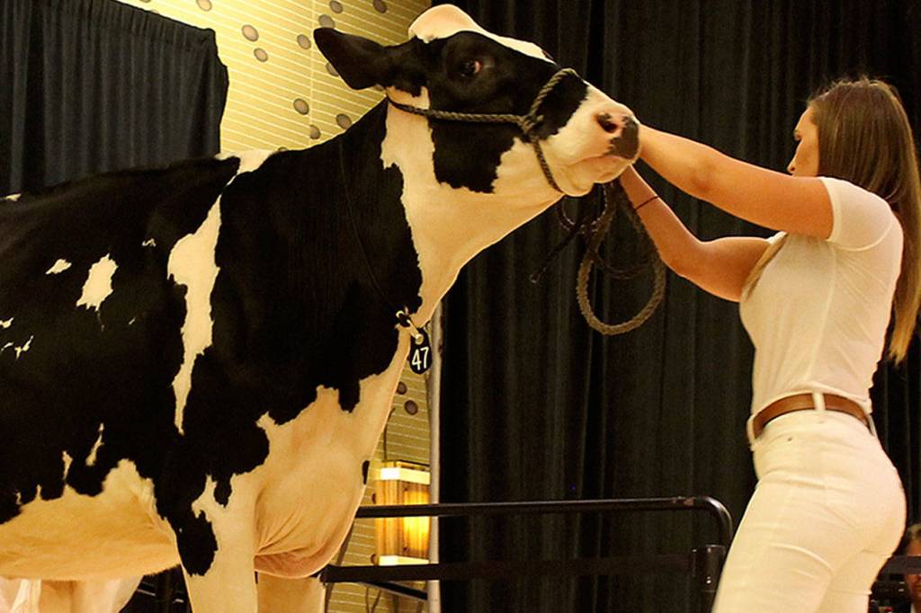 Cows lodge at Bellevue Hyatt for National Holstein Convention