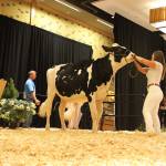 Cows lodge at Bellevue Hyatt for National Holstein Convention