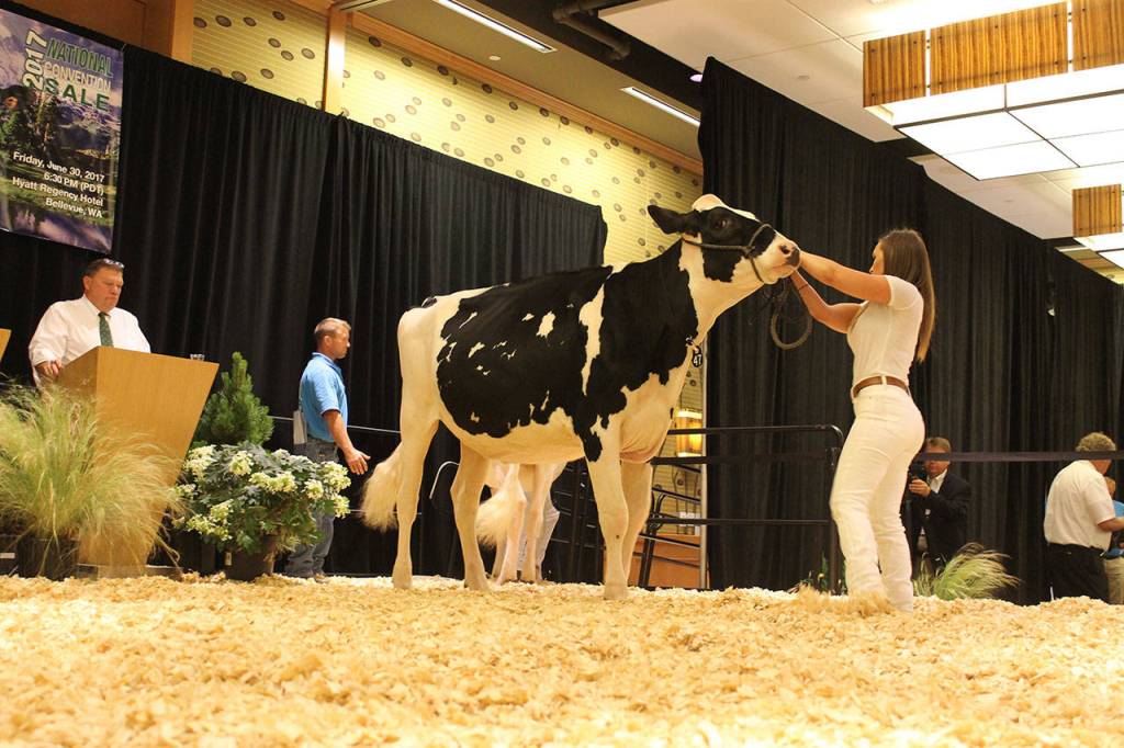 Cows lodge at Bellevue Hyatt for National Holstein Convention