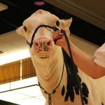 Cows lodge at Bellevue Hyatt for National Holstein Convention