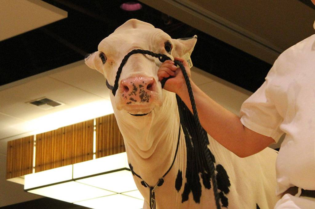 Cows lodge at Bellevue Hyatt for National Holstein Convention