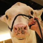 Cows lodge at Bellevue Hyatt for National Holstein Convention