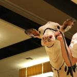 Cows lodge at Bellevue Hyatt for National Holstein Convention