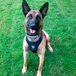 Týr is the Bellevue Police Department&rsquo;s new K-9. Photo courtesy of the Bellevue Police Department