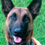 New Bellevue police K-9 hits the streets