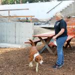 A Texan dog roams around the Seattle Humane picnic area. Raechel Dawson/staff photo