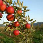 Community invited to pick apples, make cider in Bellevue
