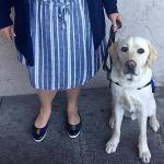 Bellevue-based Courthouse Dogs Foundation helps victims as they relive trauma