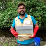 Mithun Alva, a Bellevue resident and master naturalist, works with the city&rsquo;s stream team. Photo courtesy of city of Bellevue
