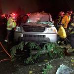 Woman injured Monday from downed tree in Bellevue