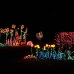 Starting Nov. 25, Garden dLights is open 4:30–9 p.m. nightly at the Bellevue Botanical Garden, 12001 Main St., Bellevue. Courtesy photo