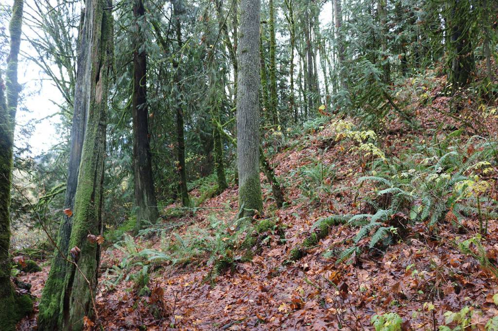Eastside residents rally to save land near Cougar Mountain