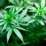 Police seize $80M worth of pot, execute 50 search warrants, several in Bellevue