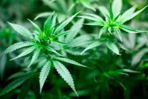 Police seize $80M worth of pot, execute 50 search warrants, several in Bellevue