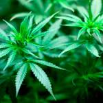 State’s marijuana law stinks | Letter