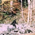 Frame 352 of the 1967 Patterson-Gimlin film, which allegedly depicts a Sasquatch walking in Northern California.