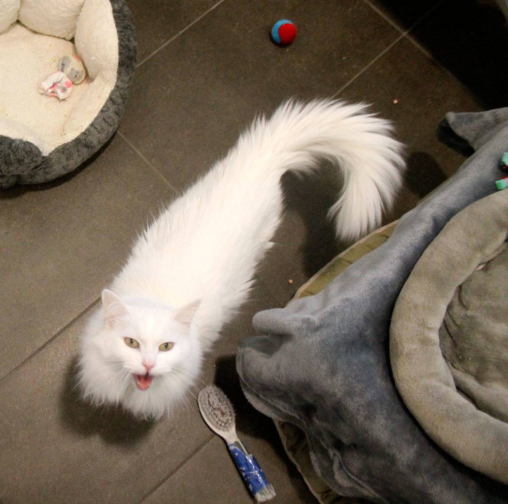 Raechel Dawson/staff photo