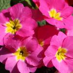 Bellevue Main Street in bloom