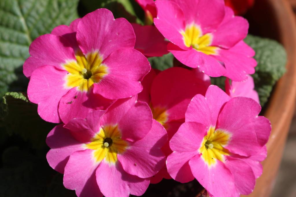 Bellevue Main Street in bloom