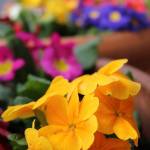 Bellevue Main Street in bloom